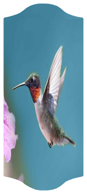 DARAY-C-028 Humming Bird 2